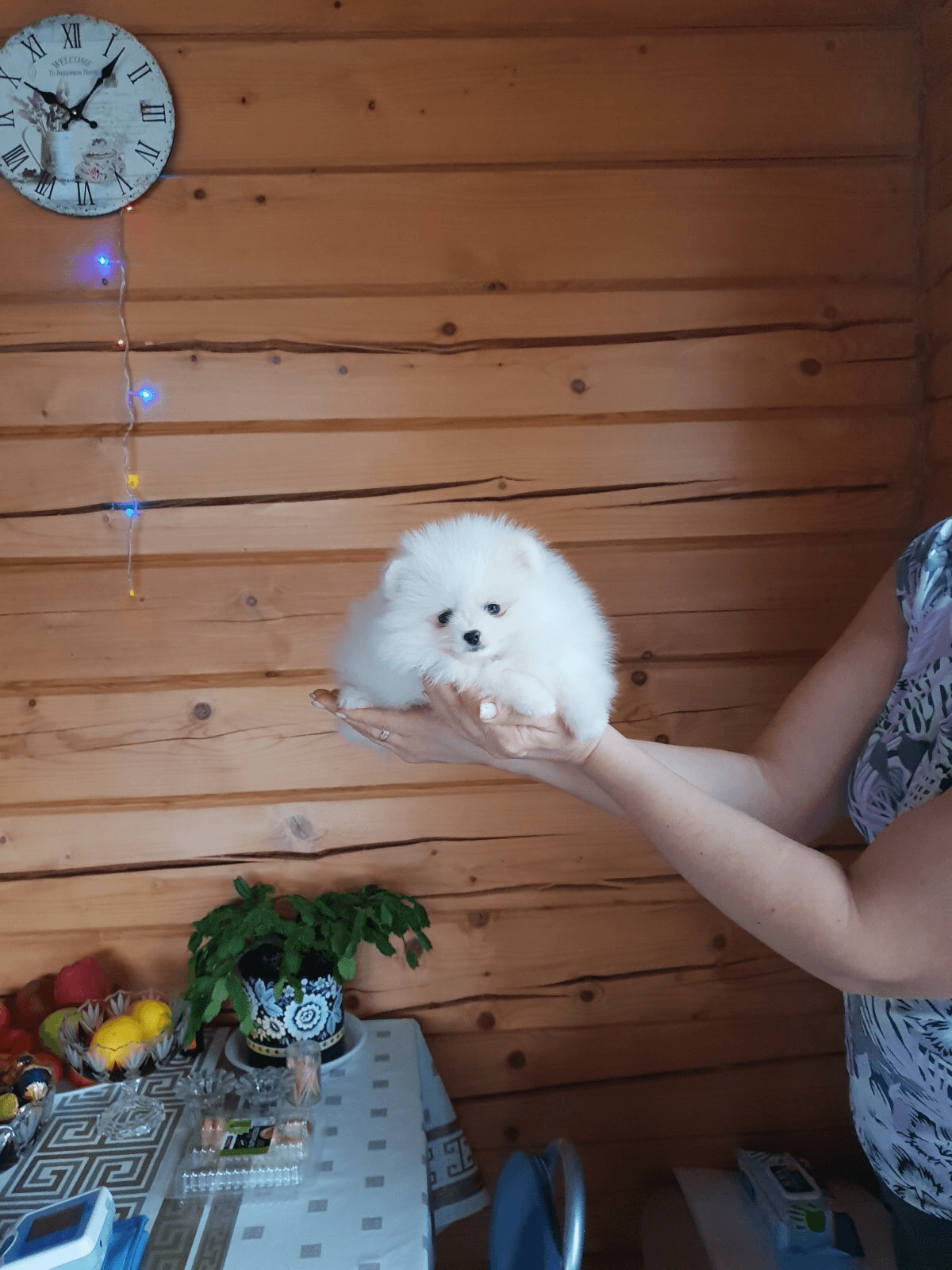 chiots spitz nain LOF