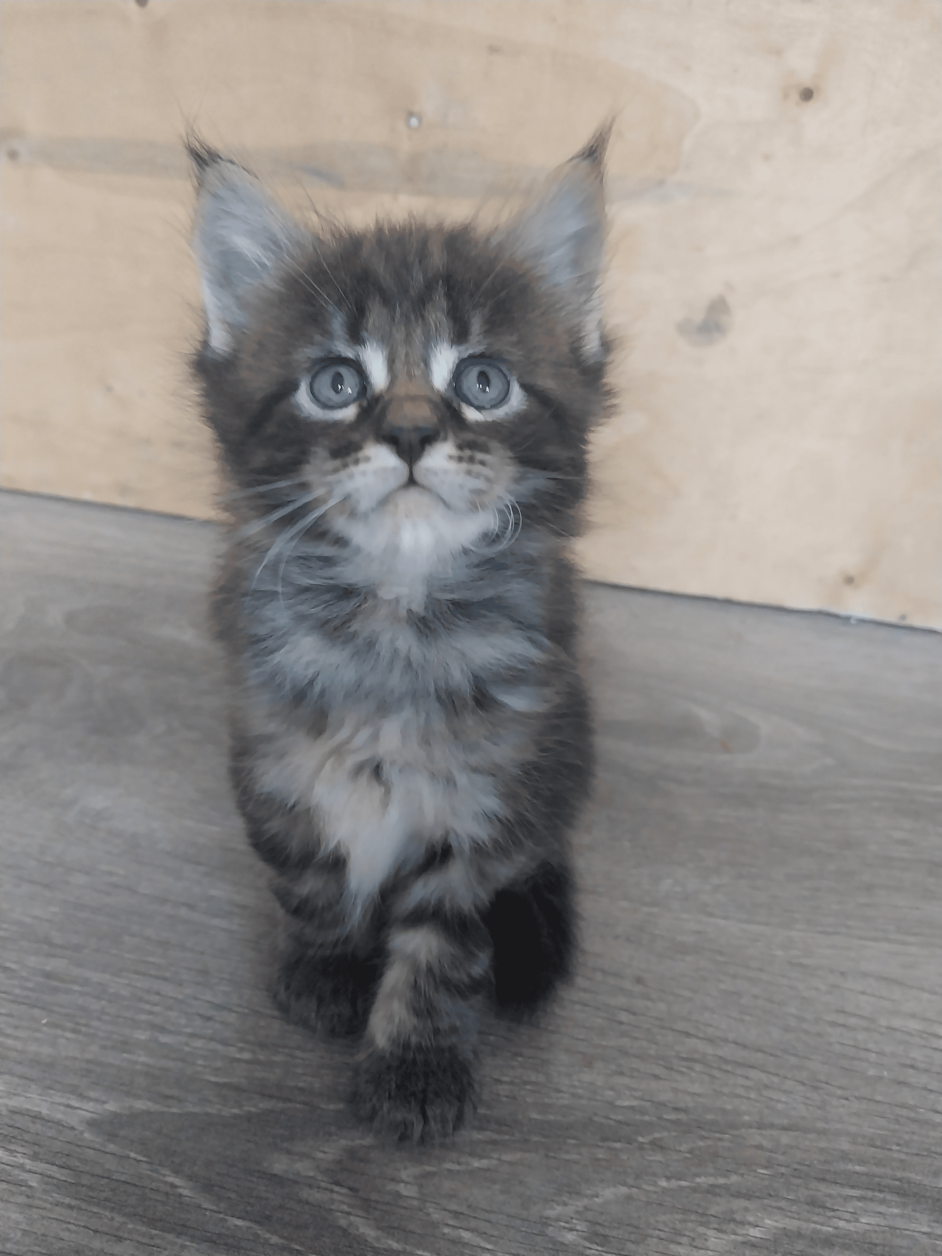 Chatons Maine Coon à adopter - Photo 1