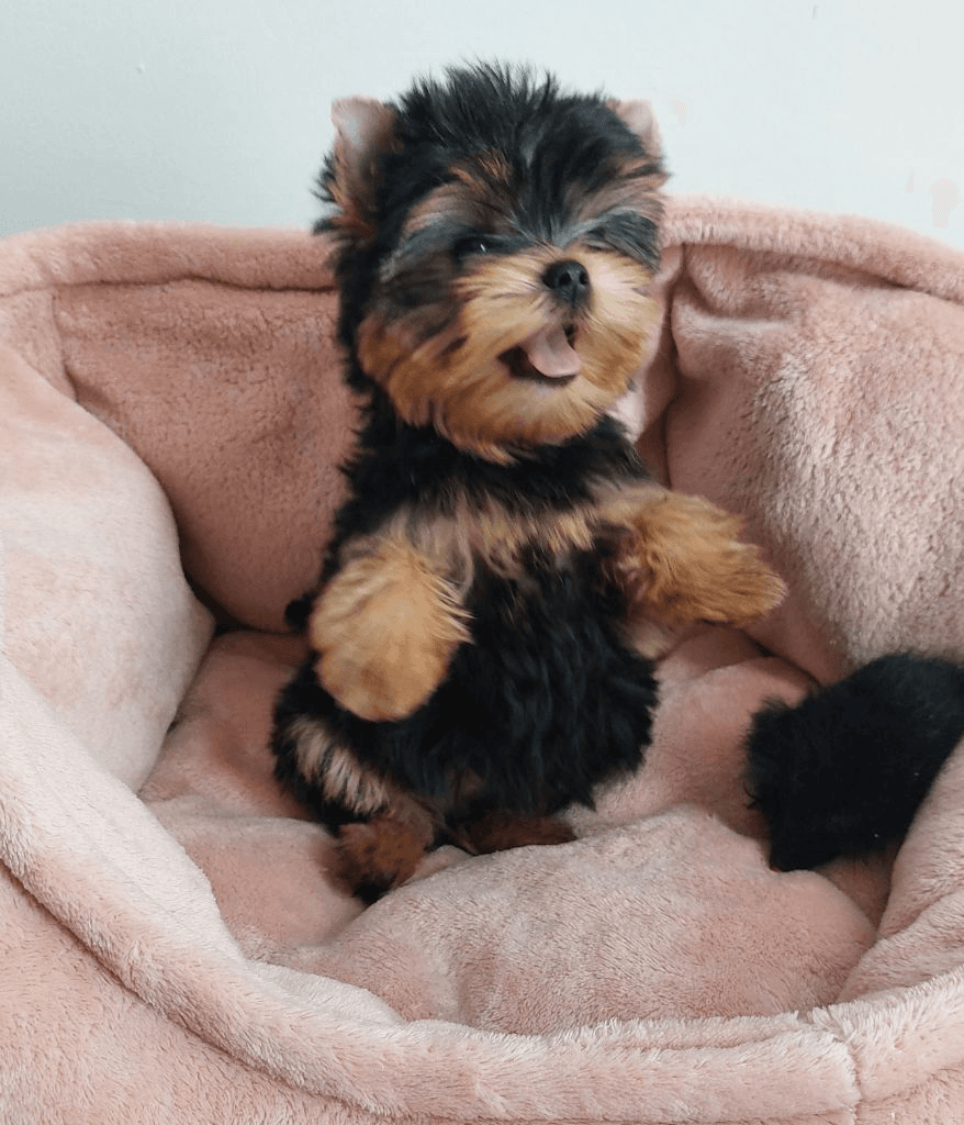 Chiots yorkshire terrier disponible
