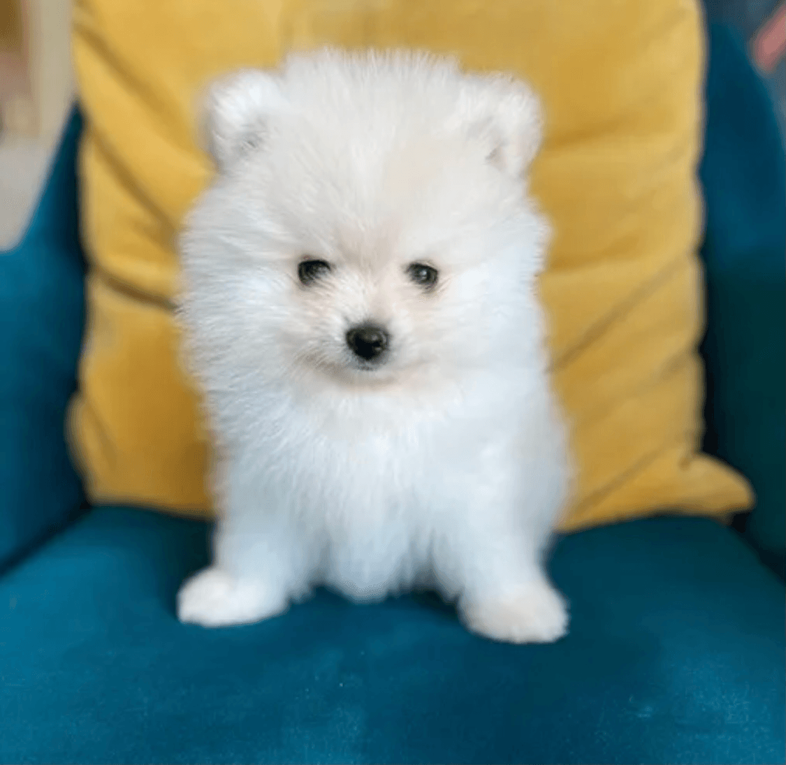 Chiot spitz loulou de Poméranie - Photo 1