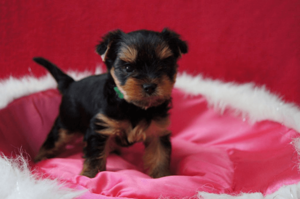chiots yorkshire terrier - Photo 1