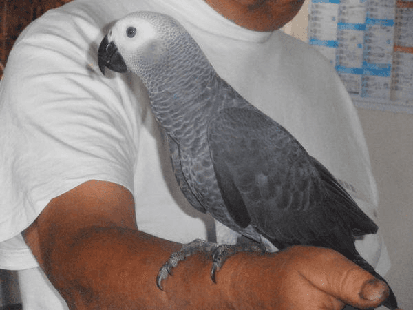 Adorable perroquet femelle type gris du Gabon - Photo 1