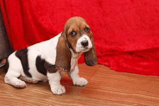 Chiot type basset hound à donner contre bons soin