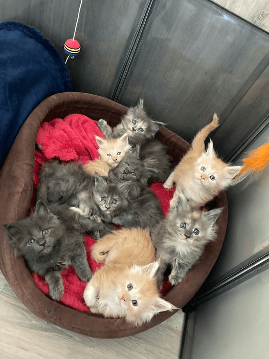 chatons Maine coon inscrit au Loof. - Photo 1