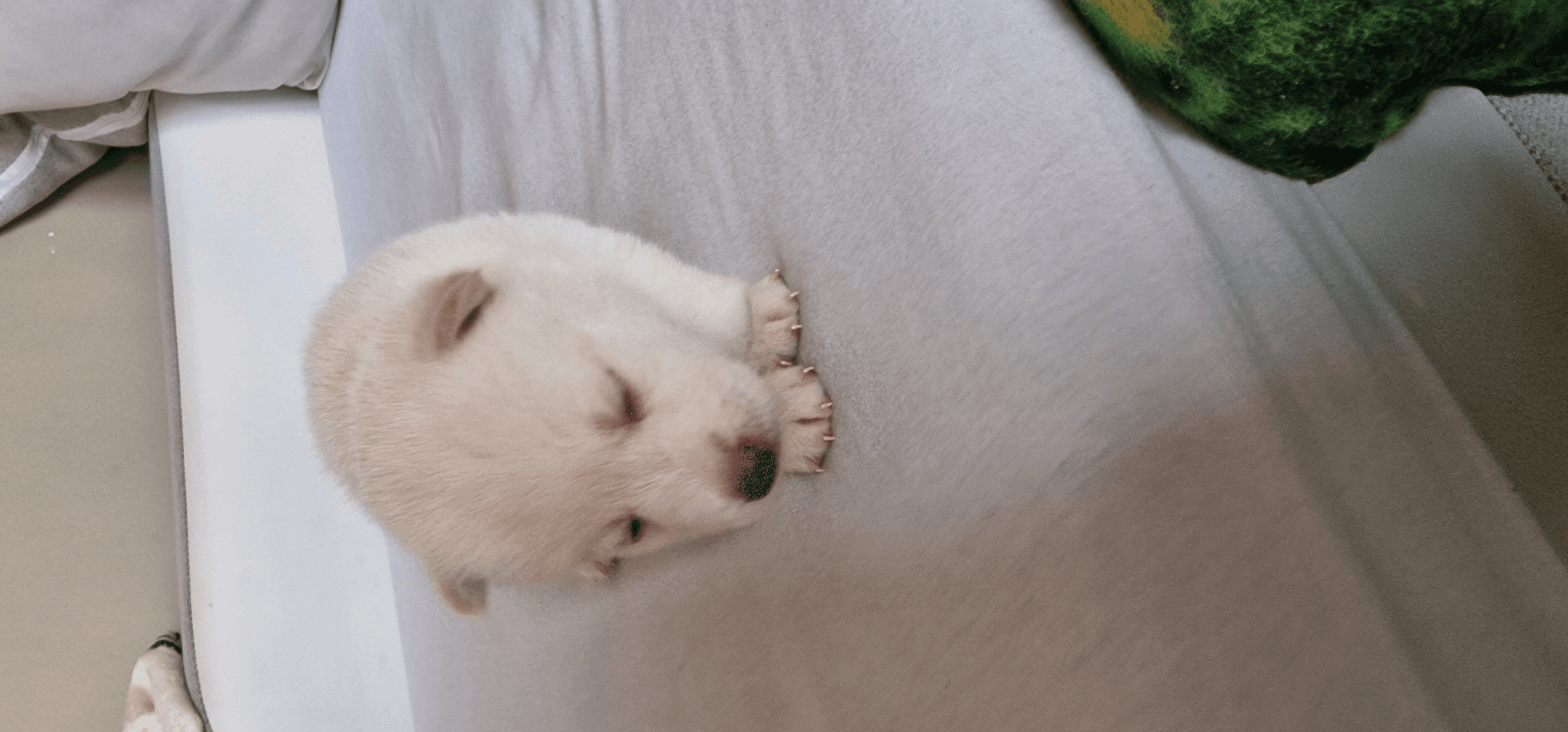 Pomsky chiot F3 à reserver - Photo 1