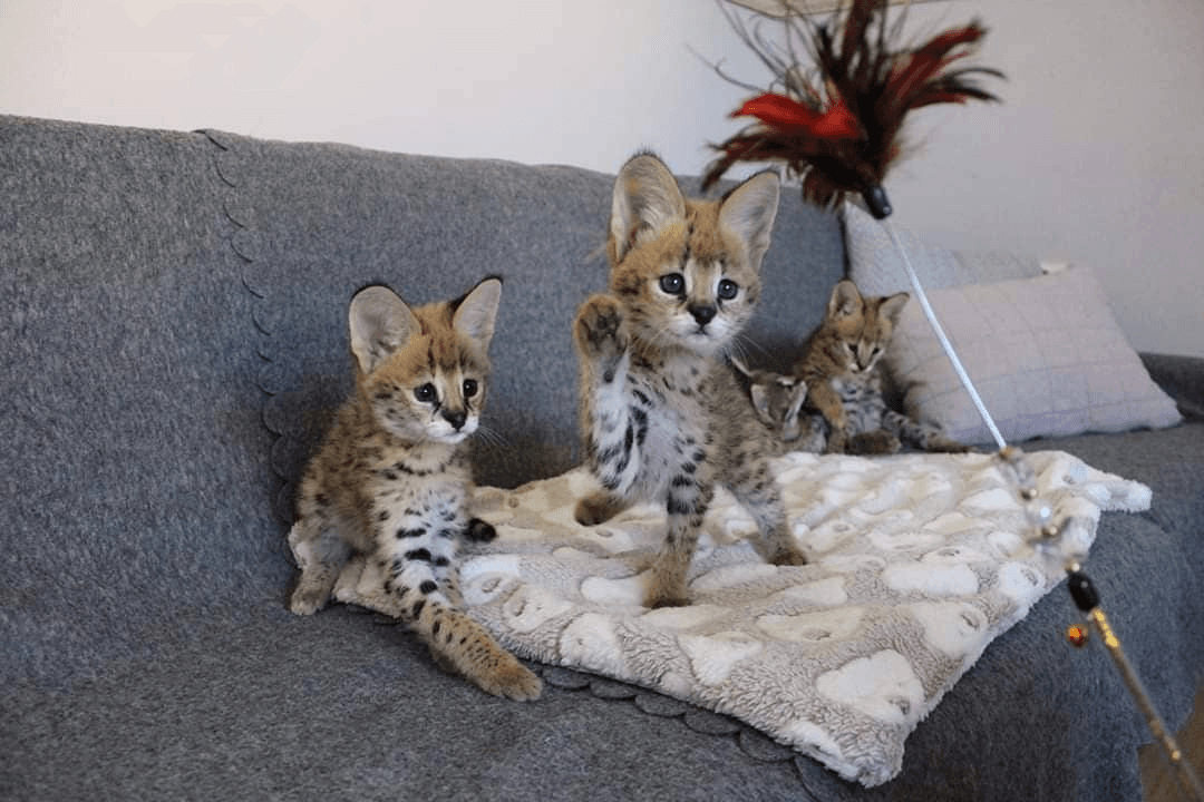 chatons savannah , serval et caracal disponibles - Photo 1