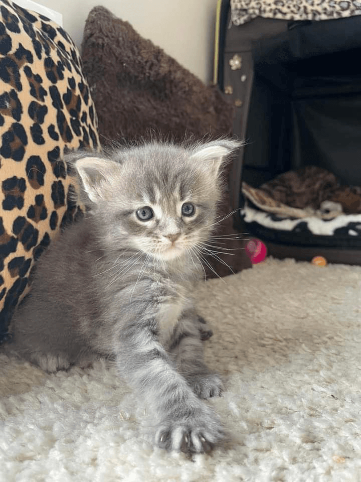 Chaton de 04 mois en vente Très jolie 🥰 - Photo 1