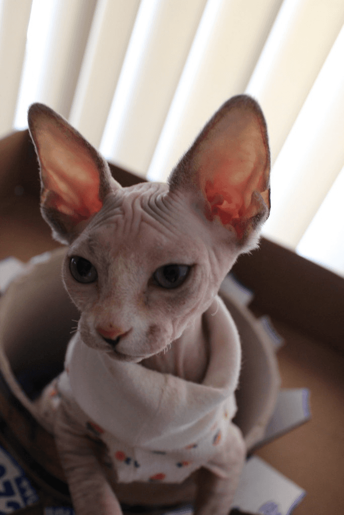 Chaton Sphynx femelle - Photo 1