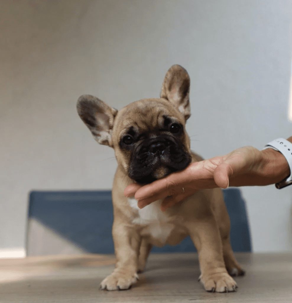 Chiot bouledogue français de trois mois - Photo 1