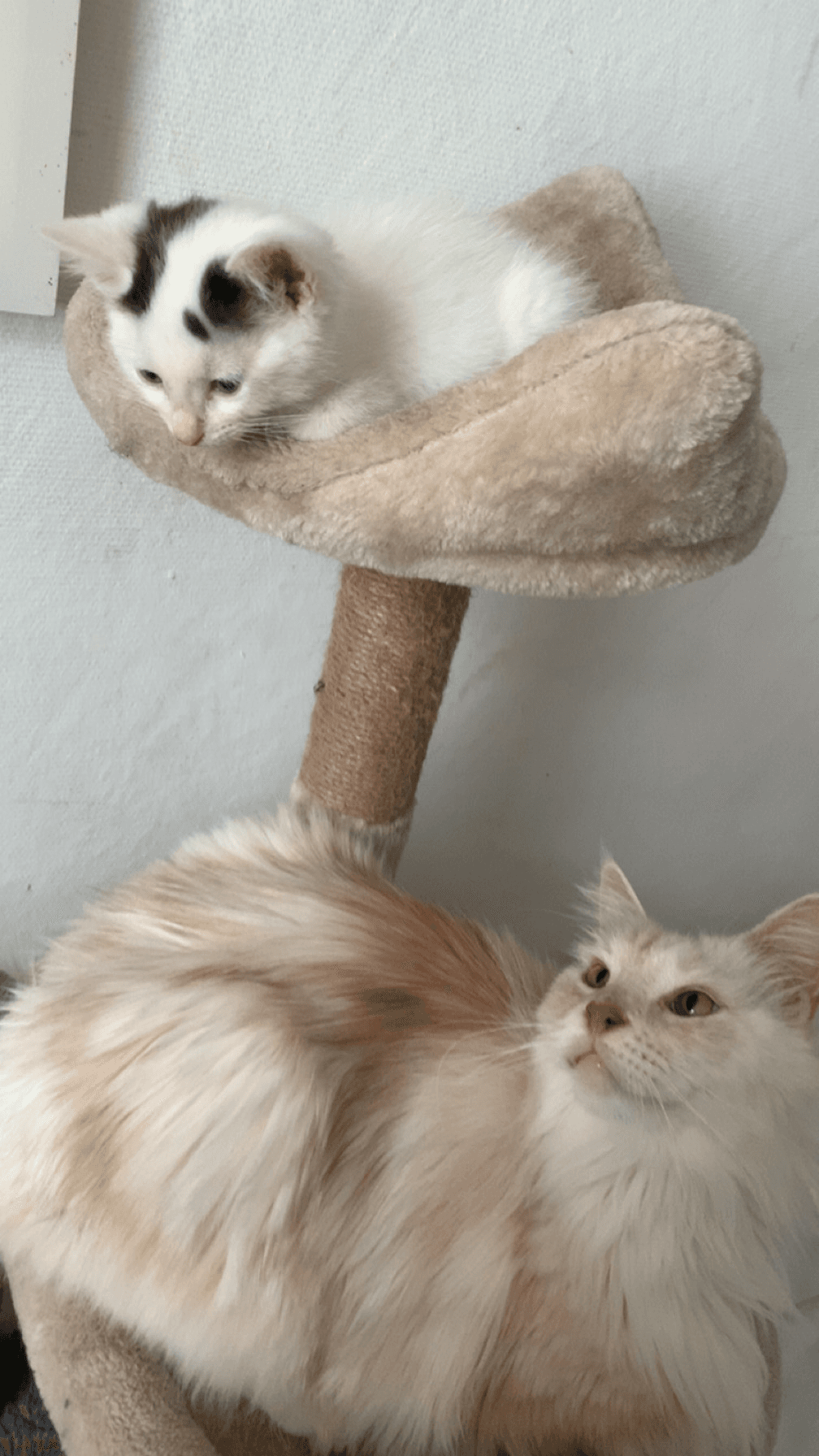 Chaton croisé à adopter