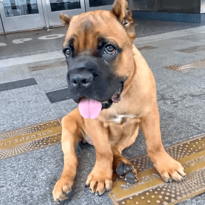 Chiot boebull