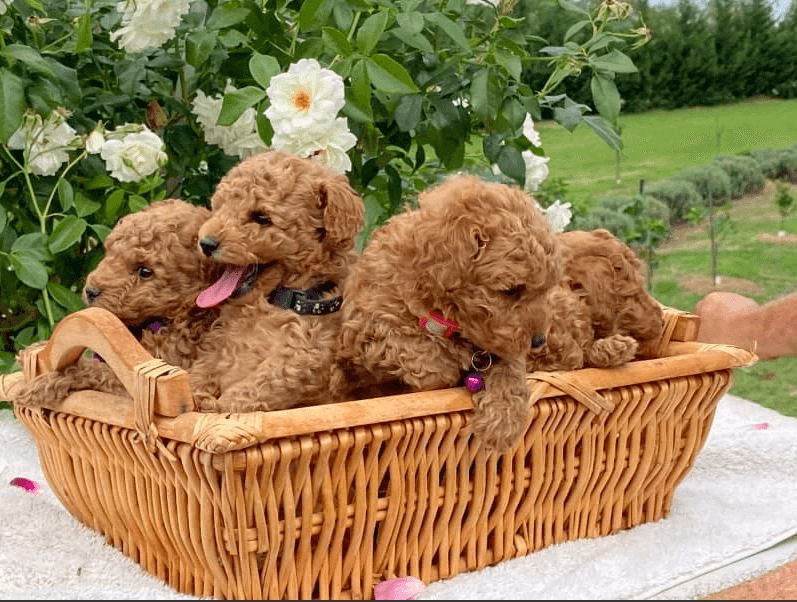 Chiots caniche toy ADN clair - Photo 1