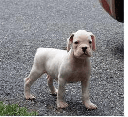 Très beau chiot boxer à donner - Photo 1