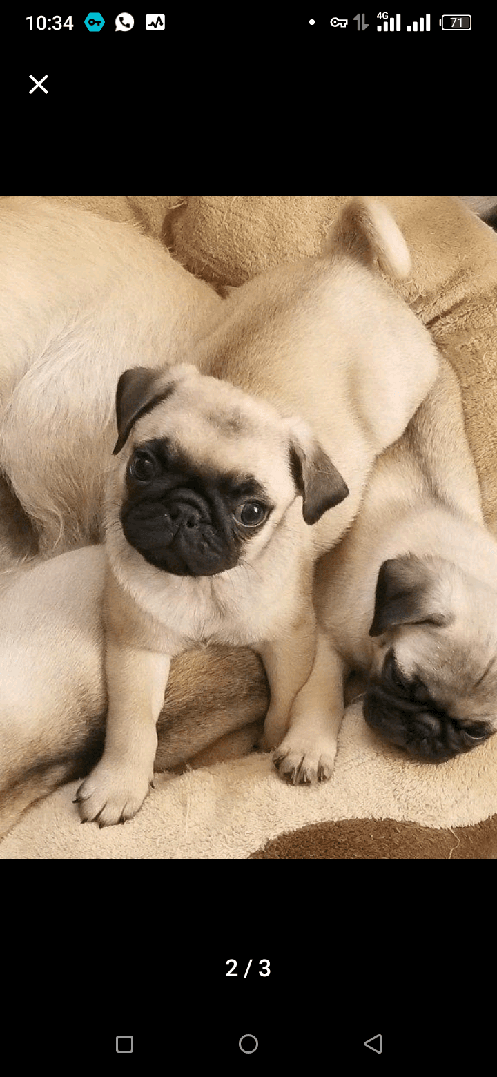 À vendre des chiens de race - Photo 1