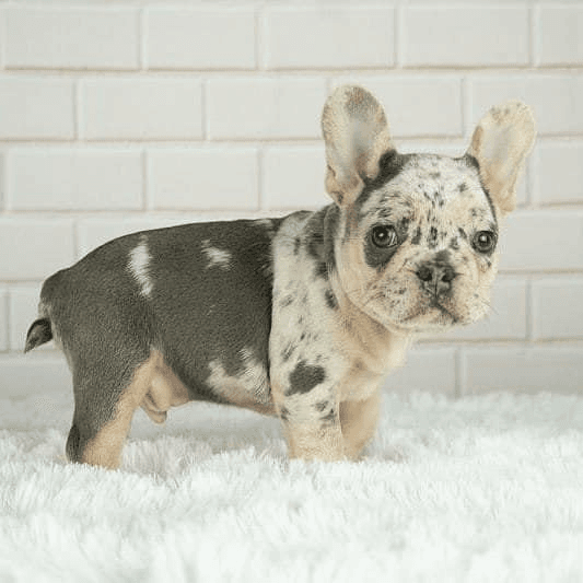 Magnifiques chiot Bouledogue Français