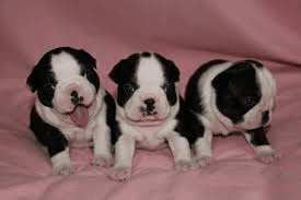 splendides chiots boston terrier lof