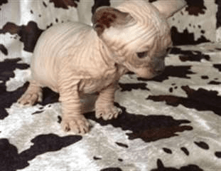 Très beau chaton nu, sans poils sphynx - Photo 1