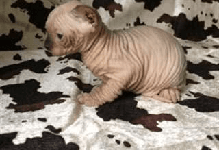 Très beau chaton nu, sans poils sphynx