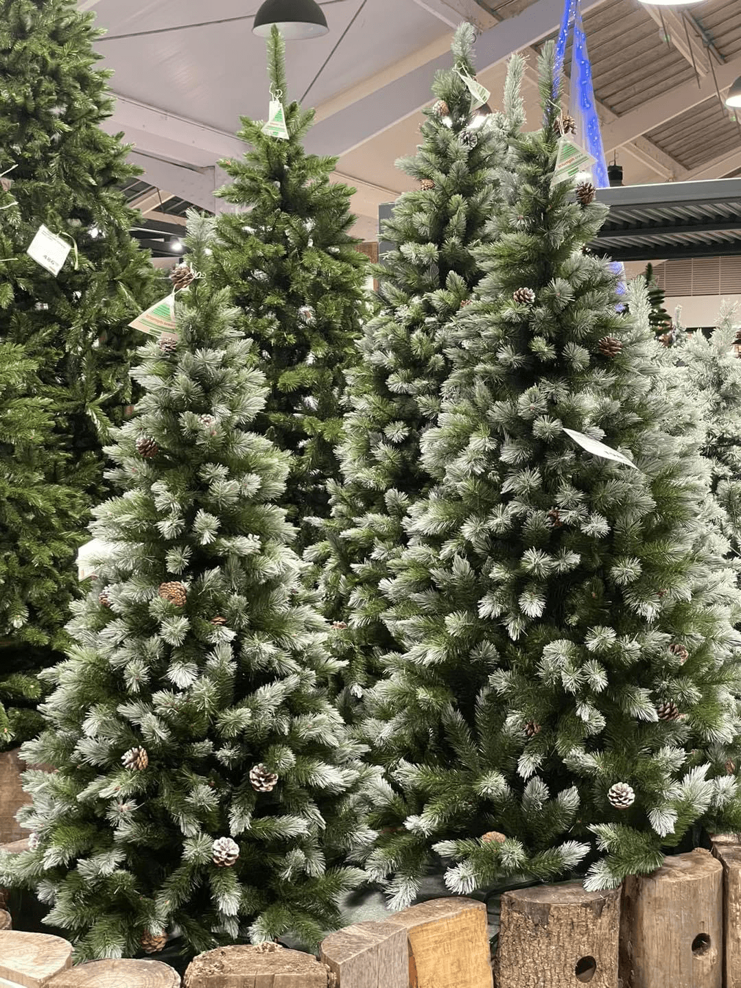 Sapin a vendre - Photo 1