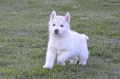 A donner contre bon soins chiot husky sibérien femelle - Photo 1