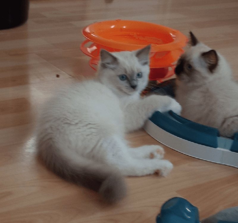 chatons Ragdoll pour compagnie